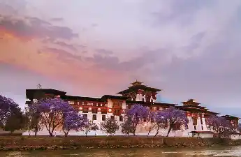 Punakha Dzong Flowers
