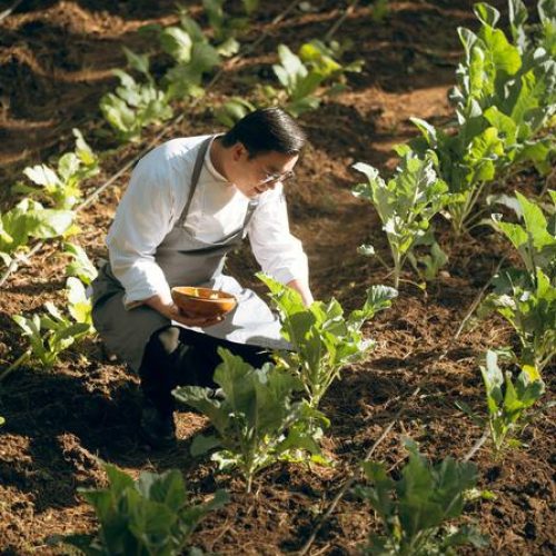 Küchenchef pflückt frisches Gemüse aus dem Lodge-Garten, um authentische Bhutan-Küche zuzubereiten.